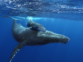 A humpback whale mother and her calf.