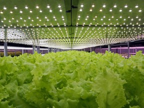 Salad is seen growing inside an LED-lit hydroponic environment.
