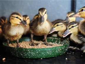 Orphaned ducklings rescued at the Wildlife Rehabilitation Society of Edmonton.