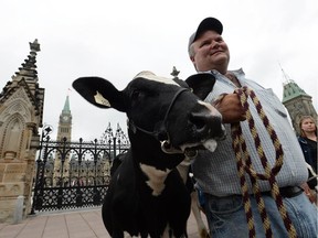 Dairy farmer Robbie Beck of Shawville, Que., holds onto a dairy cow as he takes part in a protest in front of Parliament Hill in Ottawa on Sept. 29, 2015. He joined dozens of dairy farmers from Ontario and Quebec who gathered on Parliament Hill to raise concerns about protecting Canada's supply management system in the Trans-Pacific Partnership negotiations.