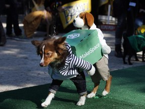 Ruby, a mini Australian shepherd, appears dressed as a crew of movers during the Tompkins Square Halloween Dog Parade presented by Beggin' during the fall of 2014 in New York. The Edmonton area will get its own chance to see dogs on parade at Greenland Garden Centre Sunday, Oct. 25 at 2 p.m.