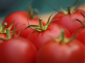 Tomato seeds can be saved and stored over the winter for use in the spring.