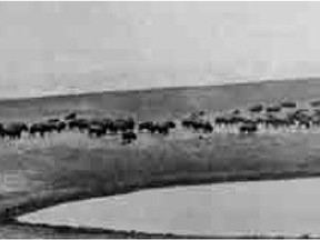 A buffalo herd in Montana was the subject of controversy in 1910.