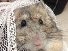 :The Wildlife Rehabilitation Society of Edmonton found a way for a bushy-tailed woodrat to be returned to its native territory after it accidentally hitched a ride here in someone's gear.