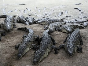 Indonesia is toying with the idea of building an island prison staffed with crocodiles.