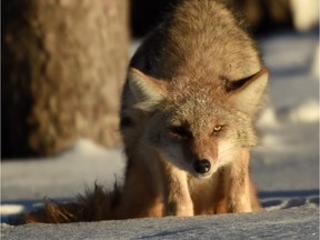 A coyote sits in the snow in Hawrelak Park.