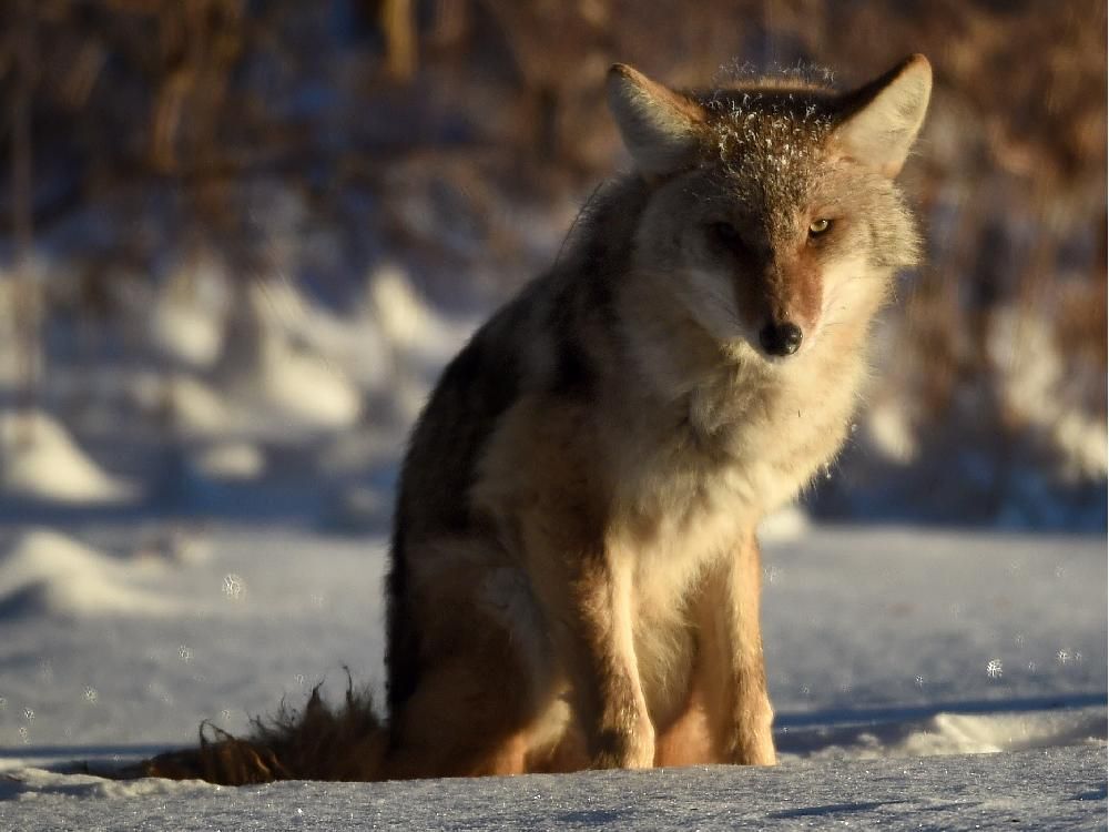 Coyotes nip Predators to set a date with Kings - Red Deer Advocate