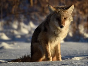 The Alberta government should ban bounties on coyotes and wolves because they are inhumane and ineffective, says a wildlife researcher.
