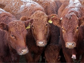 Cattle wait to be auctioned at the North Central Livestock Exchange near Clyde, Alberta, on February 17, 2015.