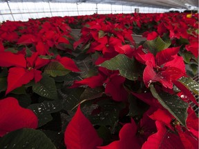 Poinsettias need the right amount of darkness to bring out their rich colours in time for Christmas.