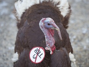 About 150 Farmers and ranchers rallied outside the Alberta Legislature on November 27, 2015 to protest the province's new farm safety bill.