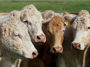 Cattle ranchers benefited from lower operating costs in 2016, resulting in an increase in realized net income.