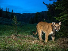 File photo of a cougar in northwest Wyoming, U.S.
