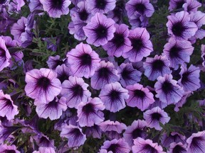 Aphids can cause discolouration in a variety of plants and flowers, including petunias.