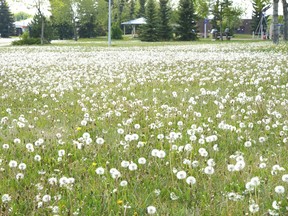 A park in Mill Woods is filled with dandelions near the end of May 2015. Nigel Bowles, retired former director of Landscape Alberta,  is urging the city to take more pride in its parks.