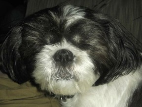 An Edmonton man was sentenced Friday to five months in jail for killing a Shih Tzu named Shasta.