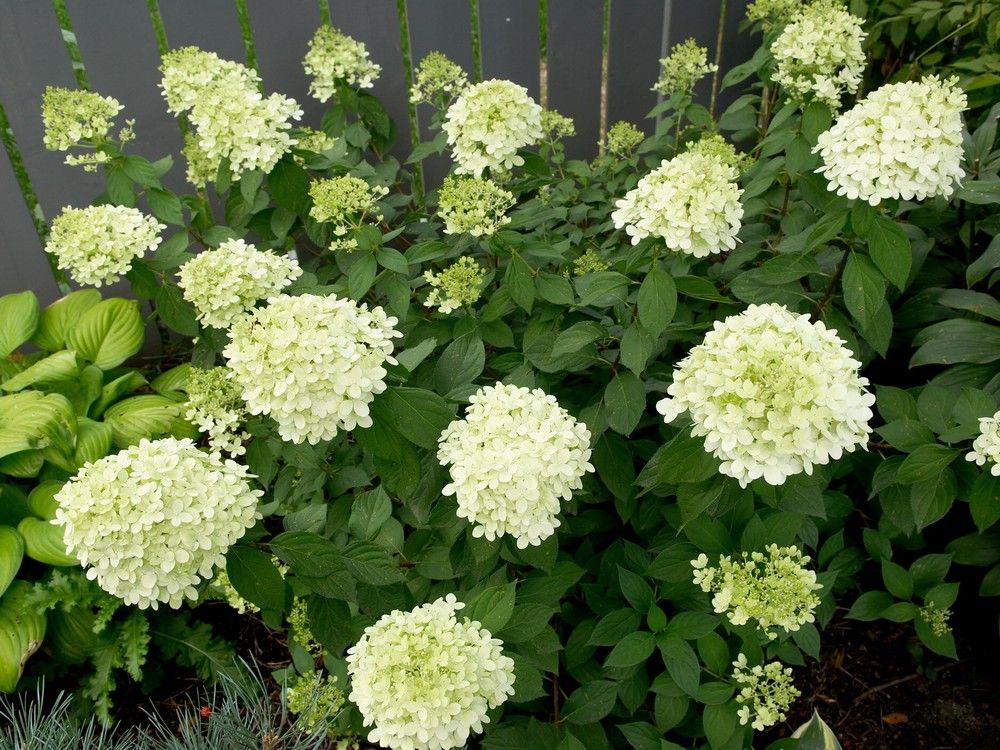 Growing Things: What to do when the bloom is off the hydrangea ...