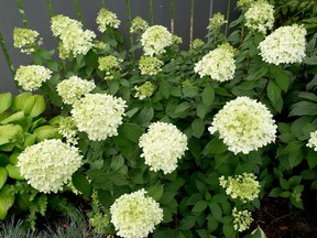 Hydrangeas require moist soil but it should not be damp, so be sure to avoid overwatering.