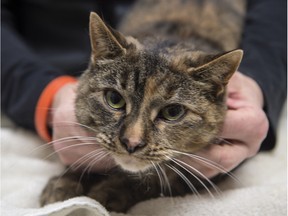 A cat in the surgical suite at Edmonton's Animal Care and Control Centre.