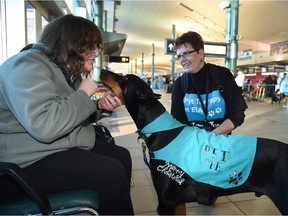 Pet therapy dogs at Edmonton International Airport will help calm travellers during the Christmas season.