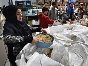 A truck delivered a load of 1.8 tons of chickpeas as volunteers, like Aystal Almustopha, measuring out the legumes into bags to be included in the hamper programs at Edmonton's Foodbank, December 12, 2015.