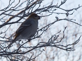 A bohemian waxwing in Edmonton.