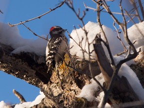A downy woodpecker was part of the 67th Edmonton Christmas Bird Count .