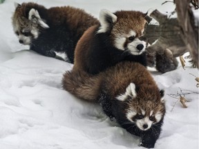 Three red panda cubs, born in the summer at  Edmonton Valley Zoo, are now ready for public viewing after having been cared for by their parents for the past few months.