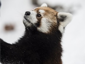 The red pandas at the Edmonton Valley Zoo will be getting a new home as part of the Nature's Wild Backyard exhibit currently under construction.