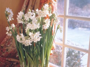Paperwhites are one plant that can benefit from a small dose of alcohol, just don't overdo it to avoid alcohol poisoning.