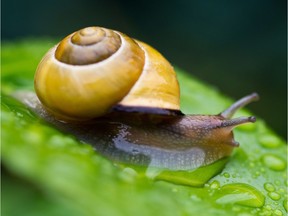 The city's football team might consider the alliterative name Edmonton Escargots to get around it's current name controversy, suggests letter writer Betty Chalmers Wurtz.