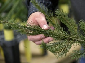 Evergreens have become an important part of the Christmas experience, both indoors and outdoors.