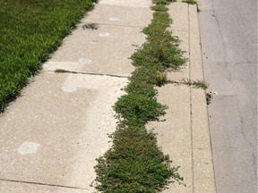 Coun. Bryan Anderson wants the city to address weed growth in city sidewalks.