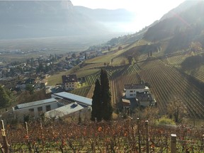 Vineyards in Alto Adige, Italy