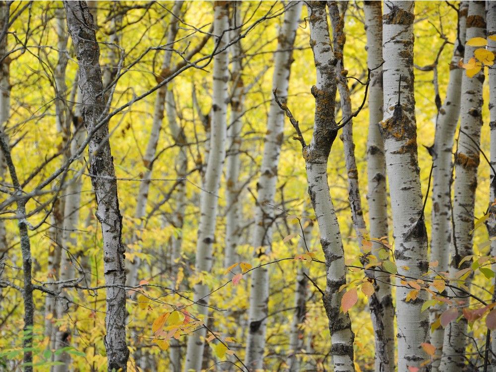 Birch Dieback in Western Canada