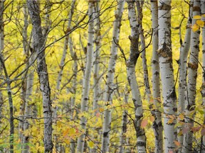 Birch borer worms do not normally attack healthy trees, so keeping your birch healthy is the best way to avoid issues.