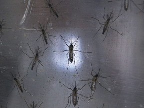 Aedes aegypti mosquitos are seen in a lab at the Fiocruz institute on January 26, 2016 in Recife, Pernambuco state, Brazil. The mosquito transmits the Zika virus and is being studied at the institute.