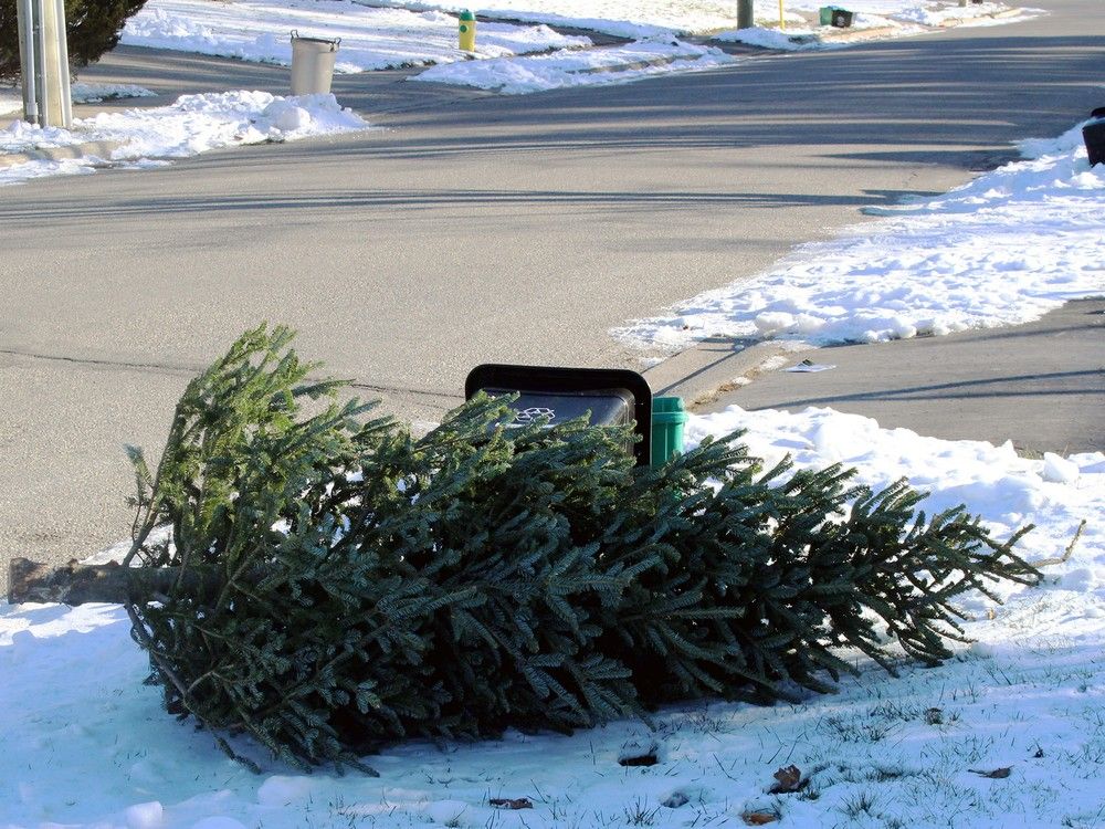 Edmonton Christmas tree pickup starts Jan. 12 Edmonton Journal