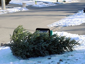 Natural Christmas trees can be set out for pick-up starting Jan. 12.
