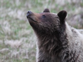 Scientists at the University of Alberta and Foothills Research Institute tracked 18 grizzly bears near Hinton for nine years to see how two pit mines affected their movements.