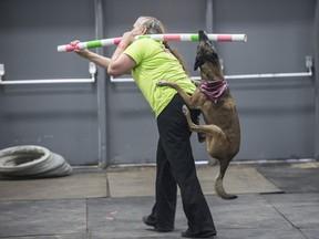 Seanna O'Neill carries her dog Havoc, a Belgian Malinois, off the stage set for Dynamo Dogsports after he wouldn't let go of a high jump pole the Pet Expo at the Expo Centre at Northlands Park.