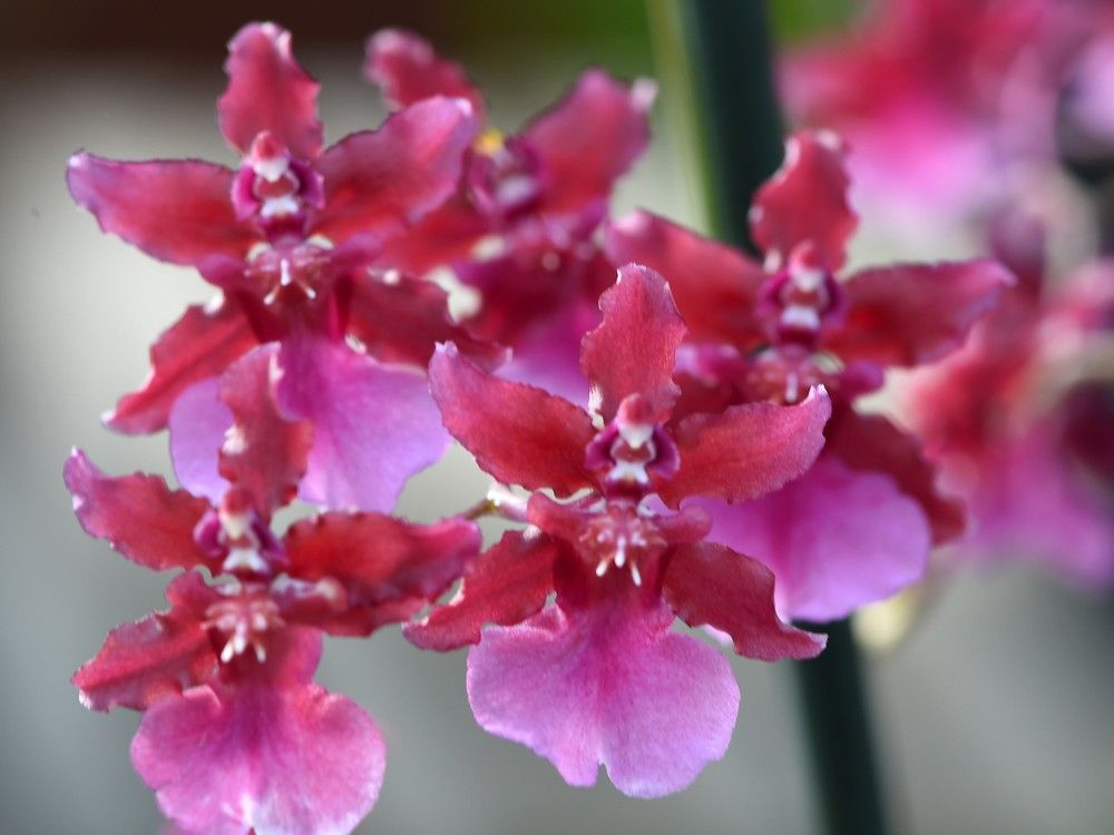How to grow orchids and keep them blooming Toronto Sun