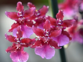 Avoid overwatering your orchids to help them stay healthy and blooming.