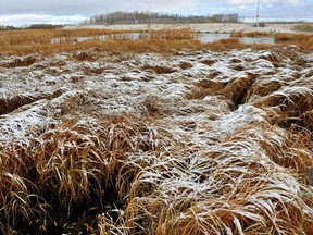 EDMONTON, ALBERTA: OCTOBER 27, 2013 - The first snowfall of the season in the Edmonton region on October 27, 2013 was evident at the Klarvatten Wetland near 84 Street and 172 Avenue. (PHOTO BY LARRY WONG/EDMONTON JOURNAL)