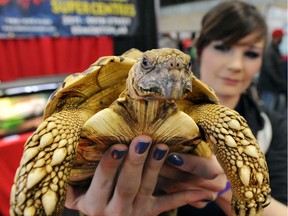 Autumn Dancer holds Tony, a Leopard Tortoise, at the Pet Expo in the Edmonton EXPO Centre on Sunday Jan. 26, 2014.