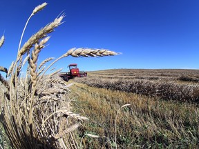Alberta farmers report that more land is devoted to specialty crops including lentils, peas, and durum wheat this year.