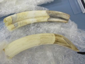 Hippo tusk seized by CBSA officers at Edmonton International Airport in 2015.