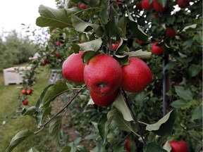 Apple trees can be cyclical, with some trees producing more fruit every other year.