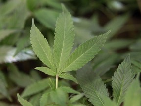 The Alberta Liquor Store Association is disappointed by a report that recommends legalized recreational marijuana be sold separately from alcohol and tobacco.