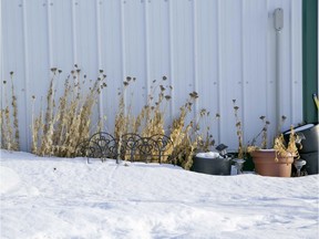 El Nino has caused warmer temperatures than usual, but gardeners should expect a dry summer and should plan accordingly.